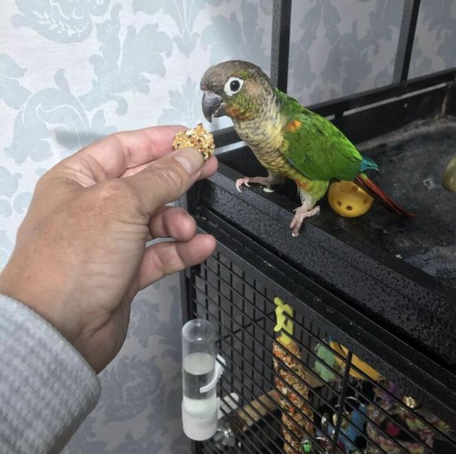 Preview of the first image of Unsexed 4 year old Conure.