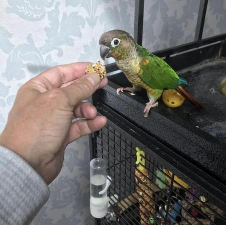 Image 1 of Unsexed 4 year old Conure