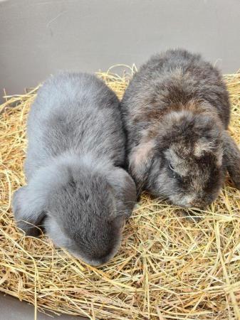 Image 9 of Adorable Dwarf Lop baby Rabbits.