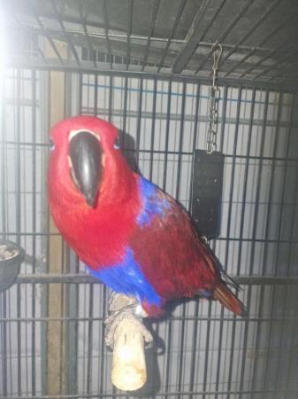 Image 4 of Female Eclectus parrots for sale...