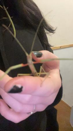Image 5 of Indian stick insects sold