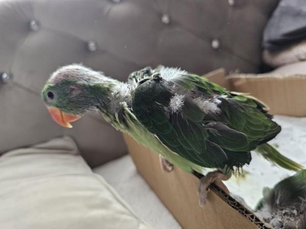 Image 5 of baby alexandrine parrots for sale