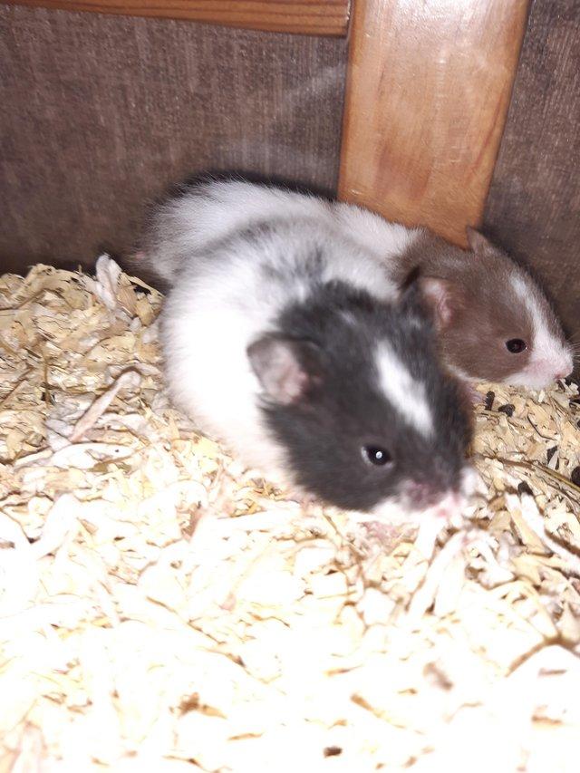Preview of the first image of Baby Syrian hamsters ready now.