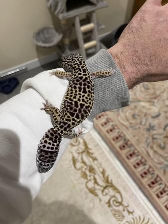 Image 1 of Adult Female Mack Snow Leopard Gecko