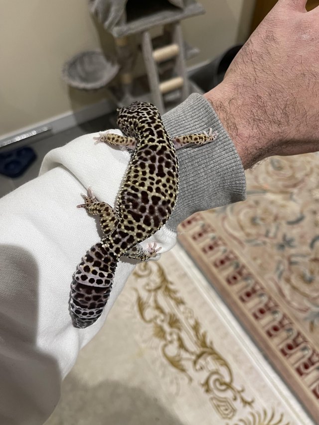 Preview of the first image of Adult Female Mack Snow Leopard Gecko.