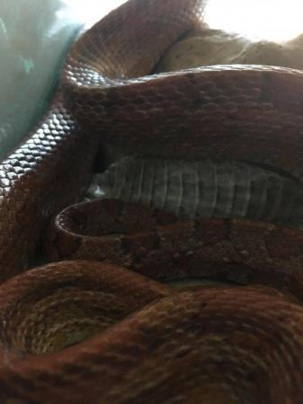Image 2 of CAPTIVE BRED ADULT CORN SNAKE GREAT PET