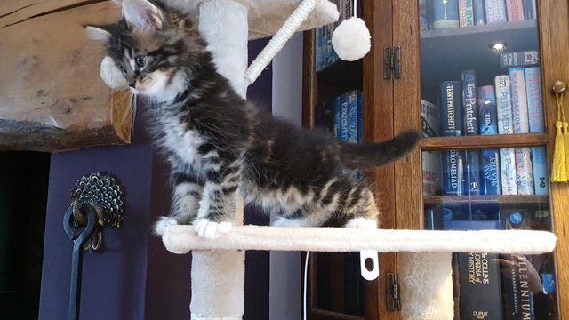 Image 2 of 3/4 Maine Coon Kittens Male