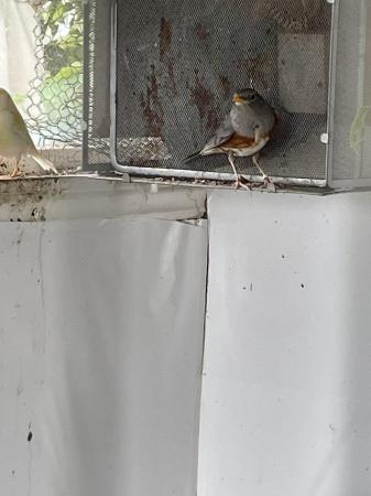 Image 2 of A pair of Asian thrushes softballs