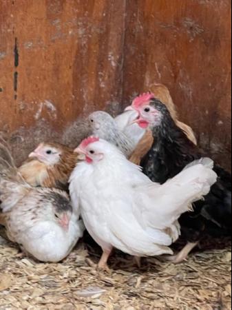 Image 15 of Serama chicks, lots of colours, various ages/prices