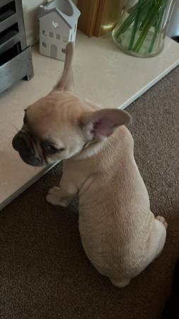 Image 3 of French Bulldog puppies 10 weeks old
