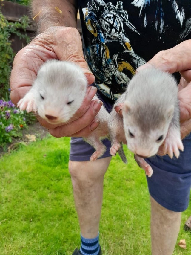 Preview of the first image of baby ferrets for sale Baldock Hertfordshire.