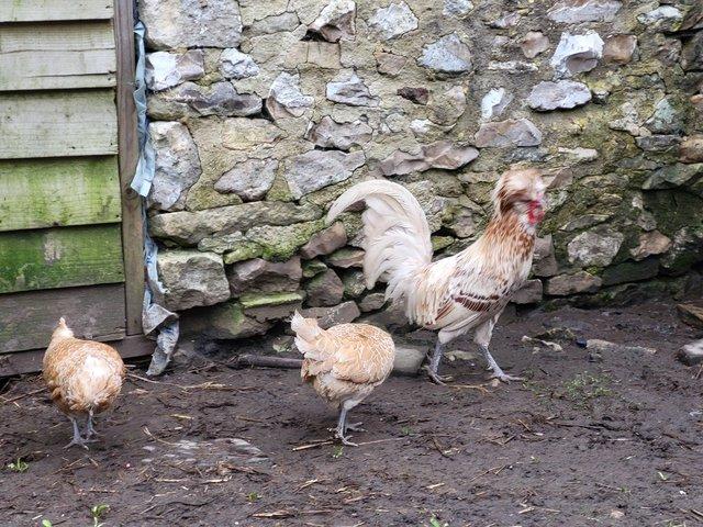 Preview of the first image of A trio of polish chickens.