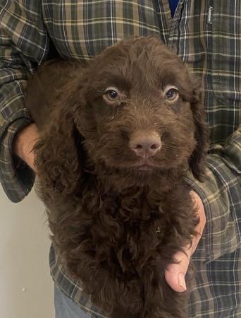 Image 1 of Cockapoo boy puppy for sale