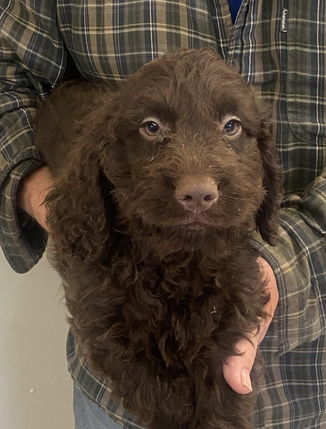 Preview of the first image of Cockapoo puppies for sale.