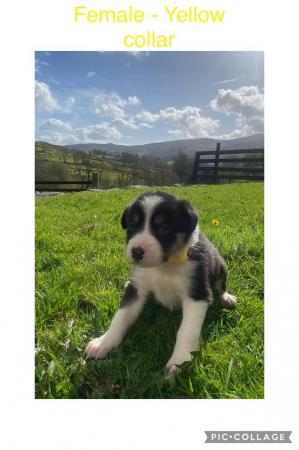 Image 12 of 7 border collie puppies for sale.will be microchiped