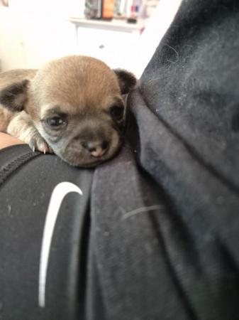 Image 14 of STUNNINGFemale Apple Head Chihuahua For Sale