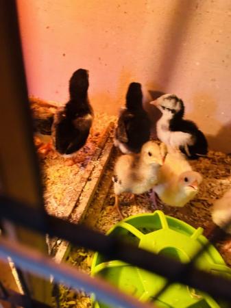 Image 3 of Aseel chicks for sale very  healthy