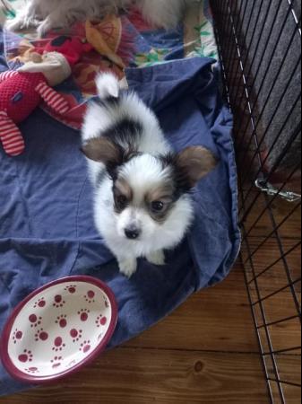 Image 9 of Gorgeous 5 gen pedigree tricoloured papillon pup for sale