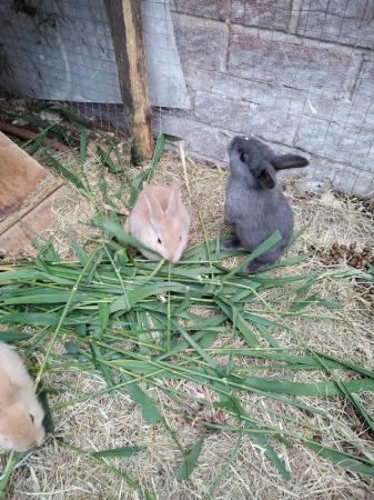 Image 1 of Baby rabbits (mini lop x Rex)