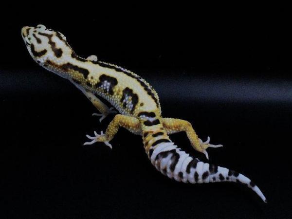 Image 6 of Leopard gecko (Bold bandit) (poss hets below) hatch 4/8/23
