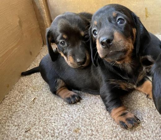 Image 14 of miniature dachshund puppies
