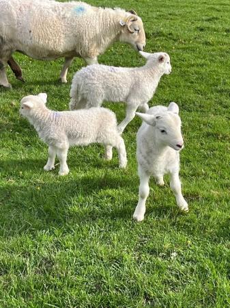 Image 1 of Wiltshire Horn lambs ( wethers)