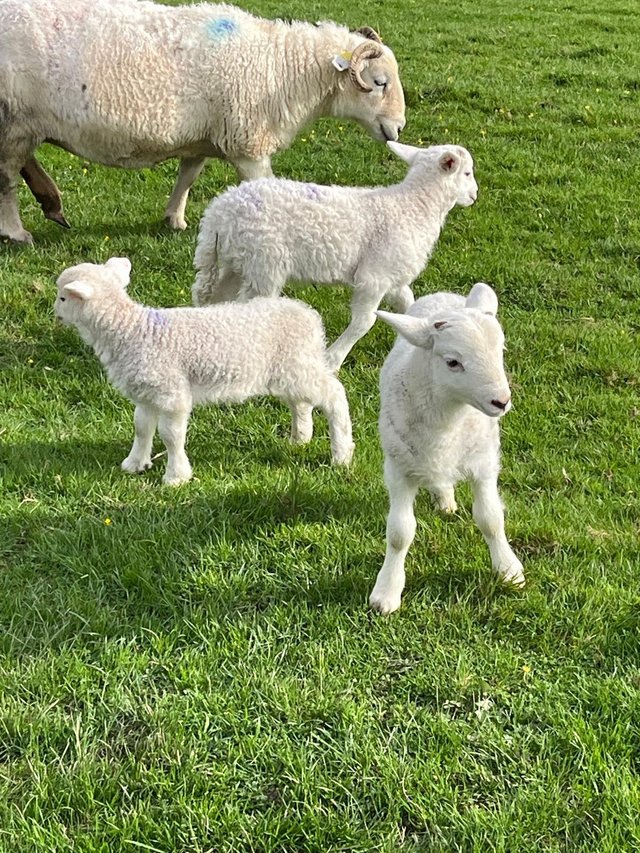 Preview of the first image of Wiltshire Horn lambs ( wethers).