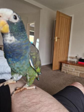 Image 1 of Pionus Parrot under 1 year old. £800 ono