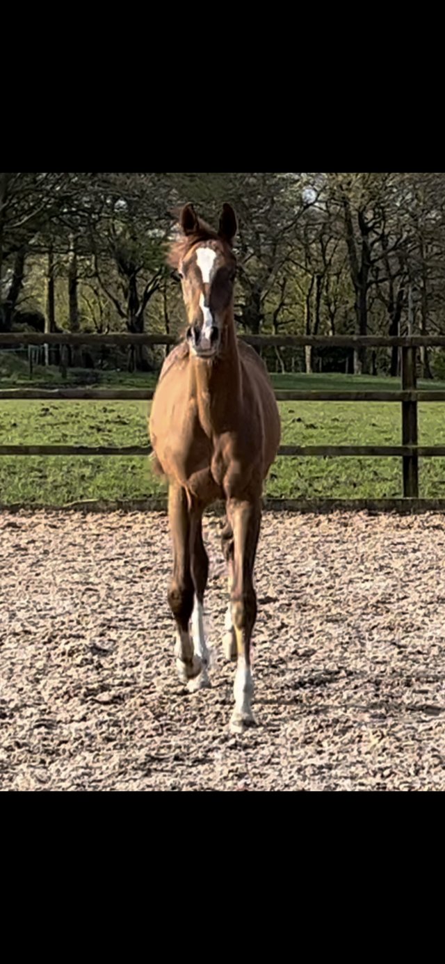 Preview of the first image of July 2023 AES warmblood colt for sale.