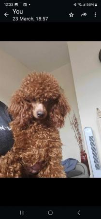 Image 3 of *! Red/apricot toy poodle puppies,adorable! 1 BOY AVAILABLE