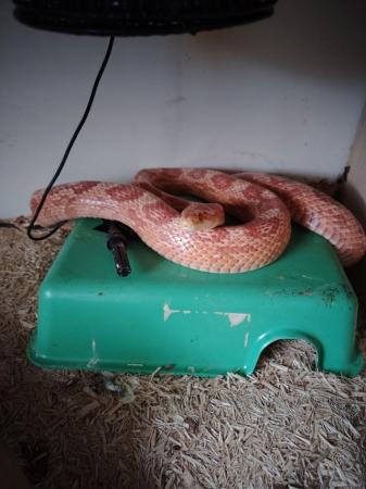 Image 2 of Corn Snake Looking for Good Home