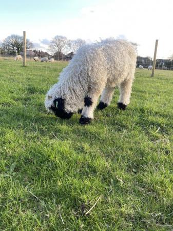 Image 6 of Registered Valais Blacknose Ram Lamb - great genetics ??