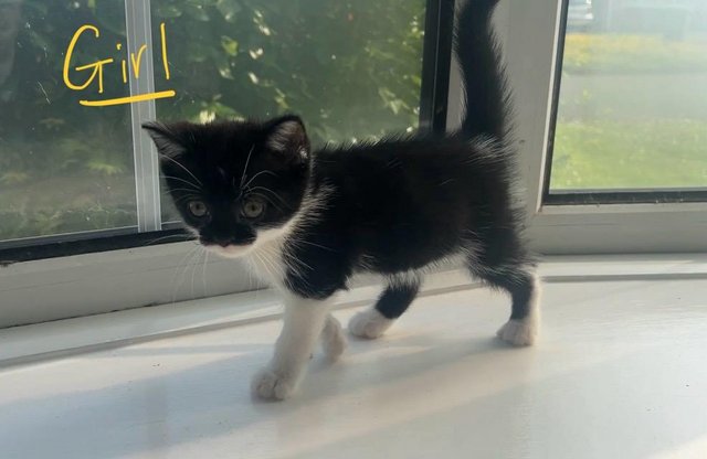 Image 1 of READY NOW - Gorgeous, super cute KITTENS