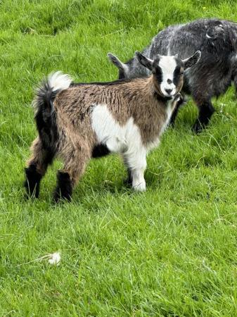 Image 3 of Beautiful Pygmy Nannie Goats