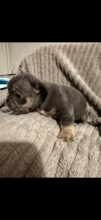 Image 1 of 2 male 2 female French bulldog pups for sale