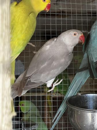 Image 5 of Ringnecks for sale in different colours
