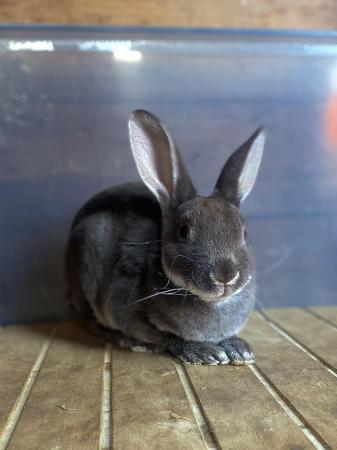 Image 13 of 3 Young Mini Rex Rabbits available 1 doe 2 bucks