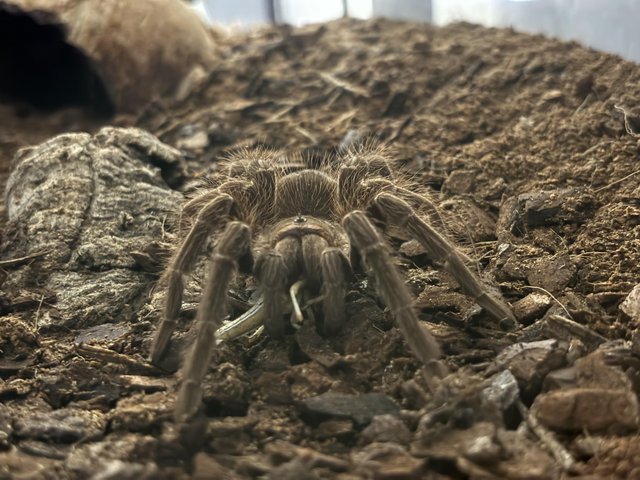 Preview of the first image of Salmon Pink Birdeater (Lasiodora Parahybana) Female SA.