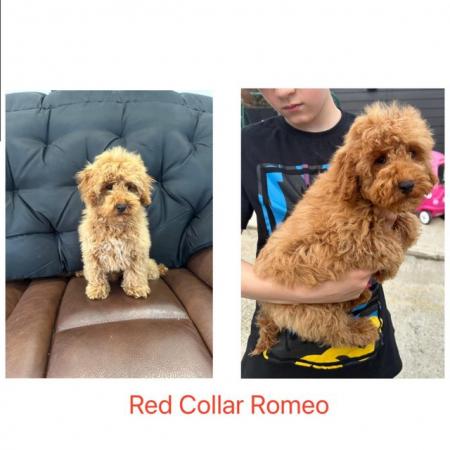 Image 8 of QUALITY KC REGISTERED RED TOY POODLE PUPPIES