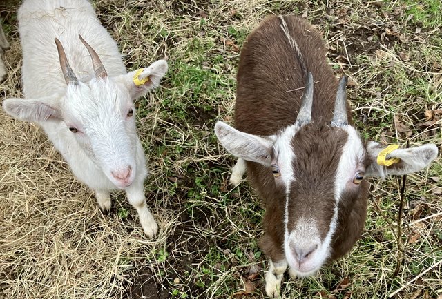 Image 2 of Two female one-year-old goats