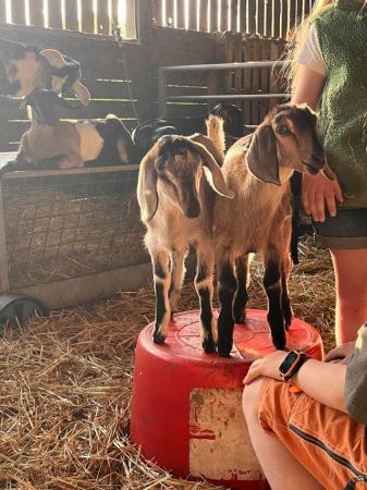 Image 7 of Mini Nubians! Females and male kids. Great smallholder goat