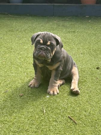 Image 10 of Last one remaini fully suited Blue and Tan english bulldog