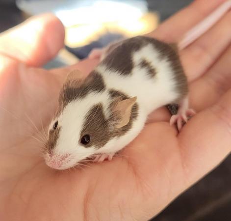 Image 6 of Beautiful friendly Baby mice ready soon.