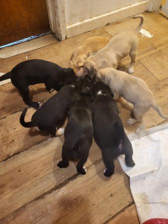Image 6 of Pocket bully x maltease puppys (4 puppys remaining)