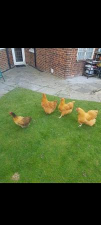 Image 5 of Garden Chicken that lay eggs very healthy and active
