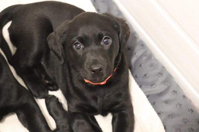 Image 3 of Black Labrador Female Pup Hand Reared for sale