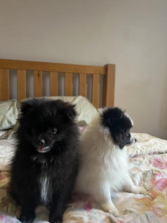 Image 2 of KC Registered Pomeranian Puppies!
