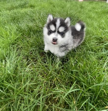 Image 11 of STUNNING RARE POMSKY PUPS-NOW OPEN TO REASONABLE OFFERS!