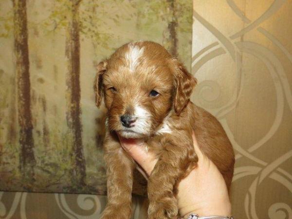 Image 40 of RED KC REG TOY POODLE FOR STUD ONLY! HEALTH TESTED
