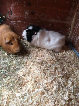 Image 5 of 2 bonded male guinea pigs with double storey hutch